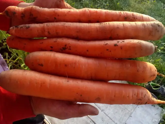 Характеристика и описание сорта моркови Каротель, выращивание и уход