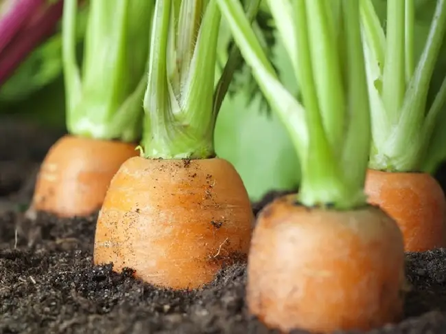 Морковь Сластена - описание сорта, фото, отзывы, посадка и уход