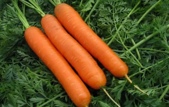 Характеристика и описание морковки, фото
