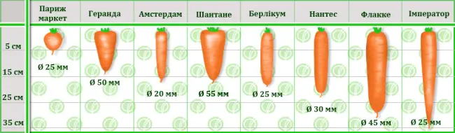 Совместная посадка моркови 