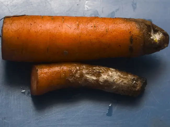 Признаки заболевания моркови