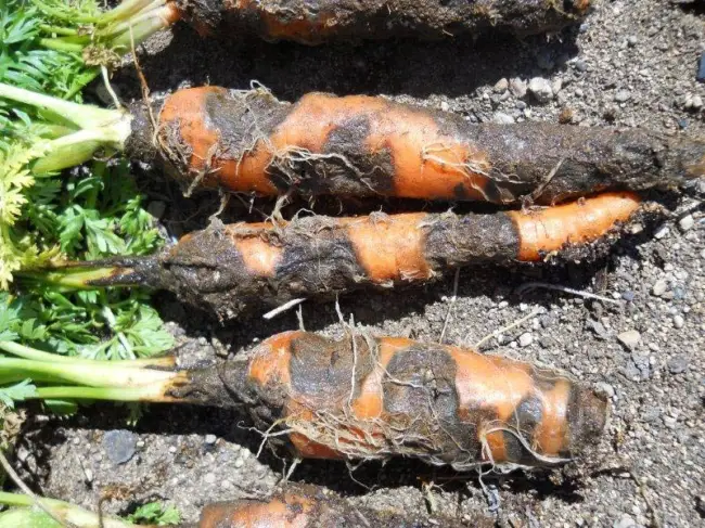 Причины болезней моркови