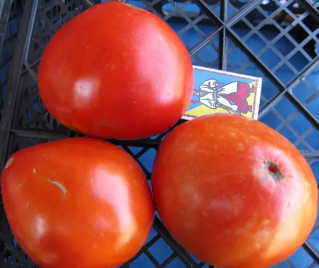 Характеристика и описание сорта томата Гулливер, его урожайность