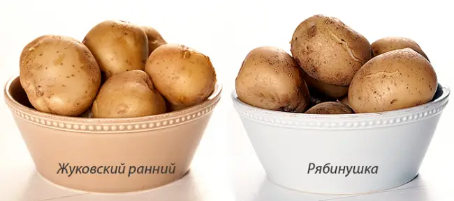 Отзывы о картофеле Рябинушка