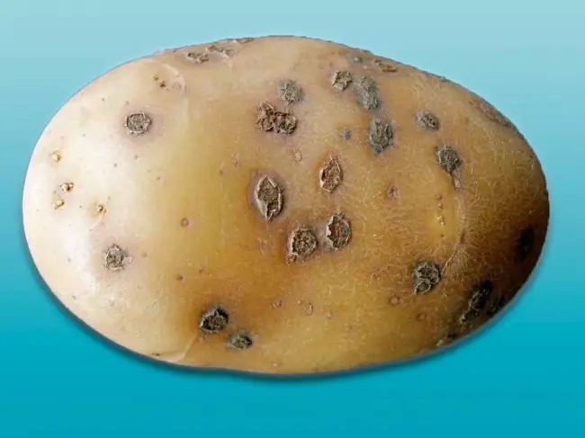 Признаки развития парши на картофеле