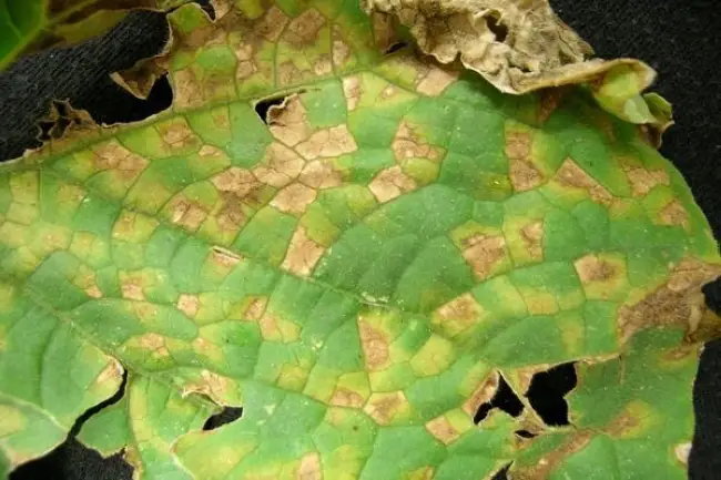 Причины скручивания листьев растений