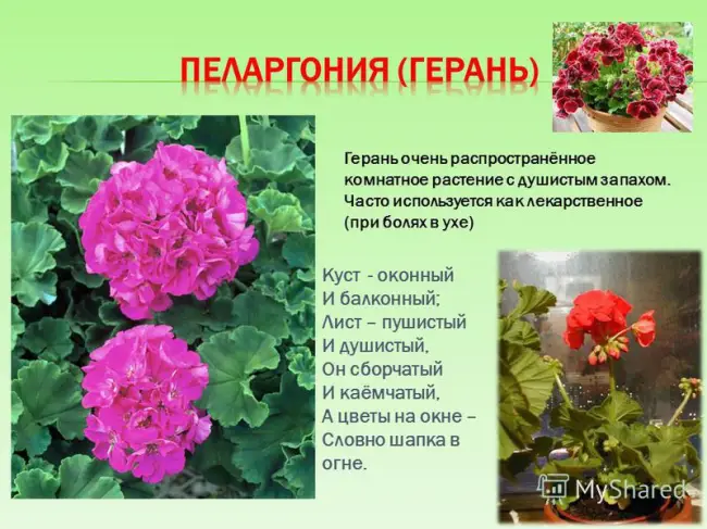 Описание и характеристика растения