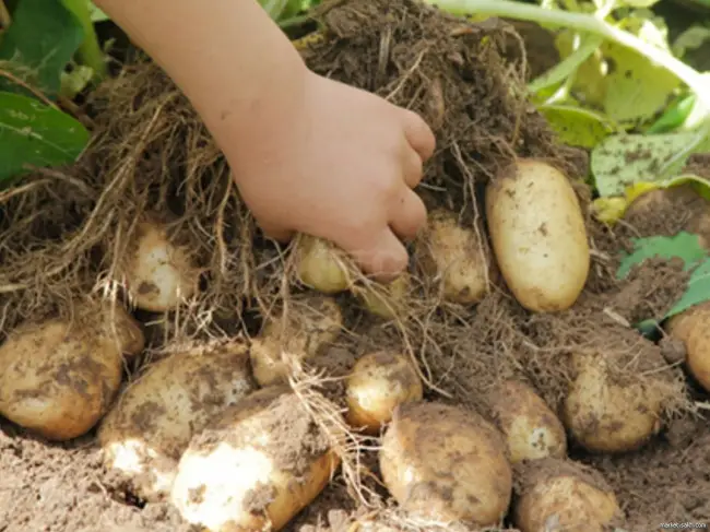Устойчивые к колорадскому жуку сорта картофеля