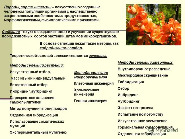 Заключение диссертации по теме «Селекция и семеноводство», Пышная, Ольга Николаевна