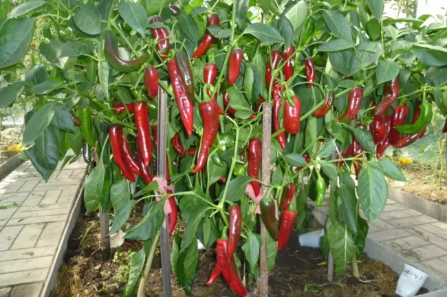 Выращивание перца (фото) отзывы о сортах, посадка и уход