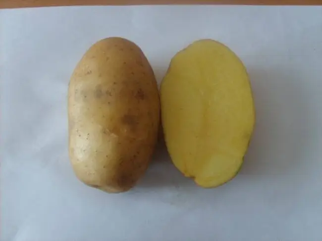 Посадка картофеля Янка