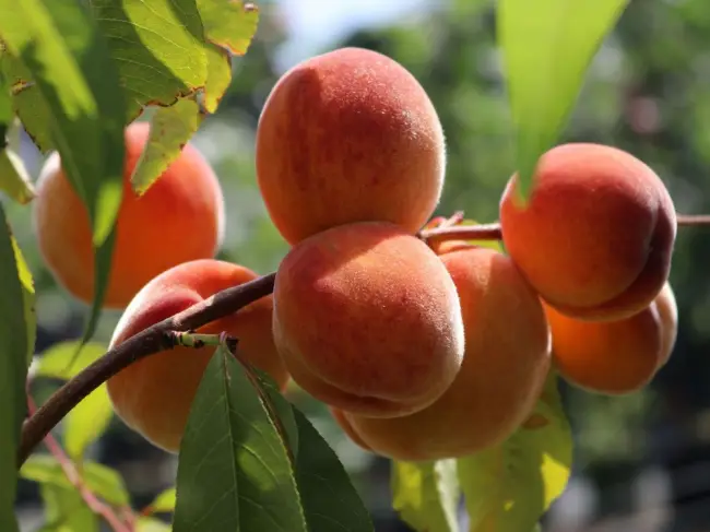 Размножение персика