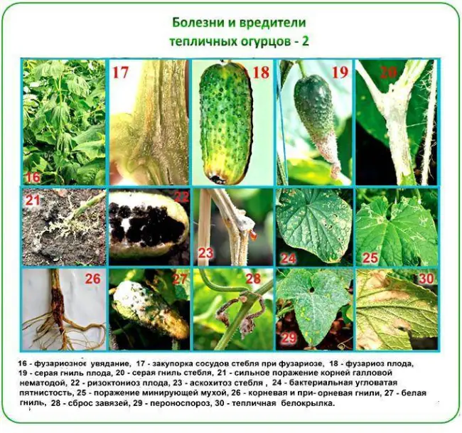 Заключение диссертации по теме «Защита растений», Козловская, Зинаида Николаевна