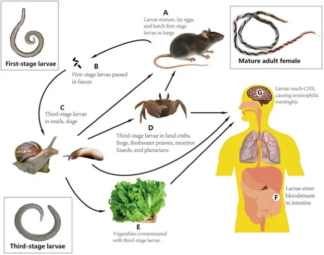 Какую опасность таит Angiostrongylus vasorum