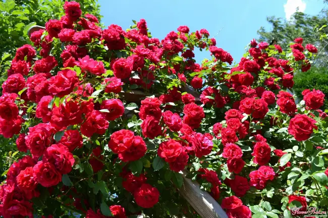 Описание плетистой розы Красный Маяк и характеристики