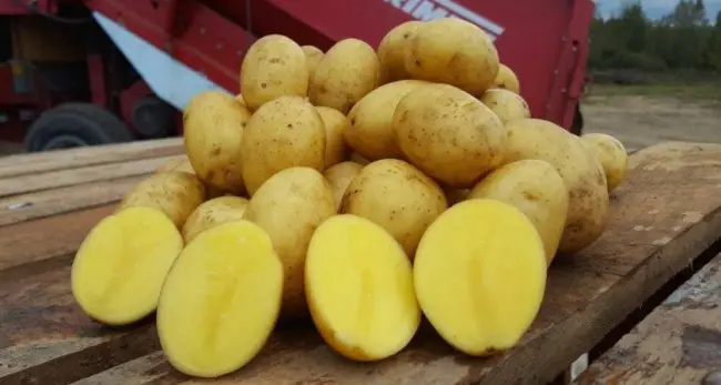 Характеристика сорта картофеля Янка