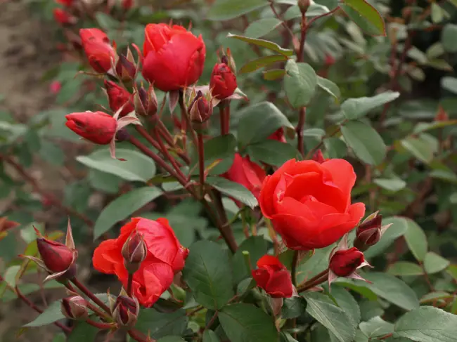 Морозоустойчивые сорта роз для Урала