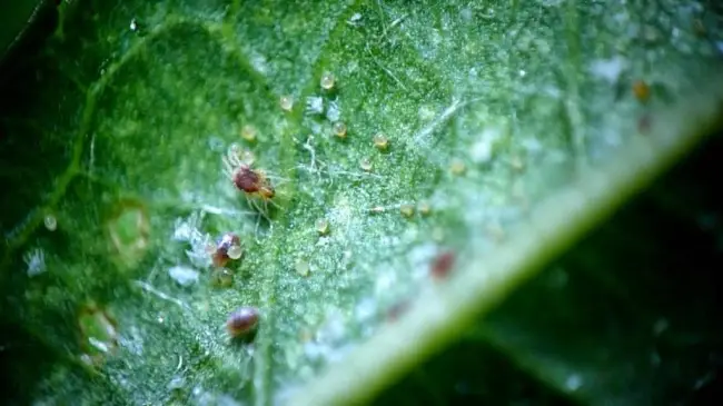 Причины появления паутинных клещей на комнатных растениях