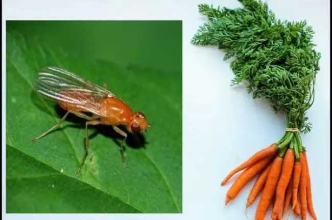 Народные средства в борьбе с морковной мухой - просто и эффективно