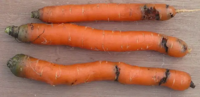Сорта моркови, устойчивые к морковной мухе