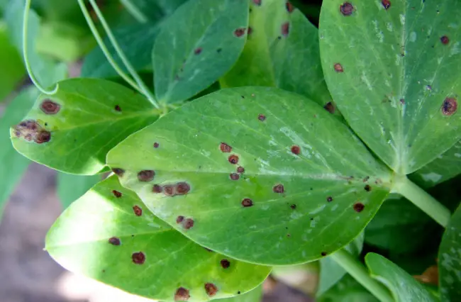 Причины заболеваний растения, какие вредители атакуют шпинат, методы борьбы