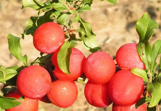 Описание плодов сливы сорта «Пересвет»