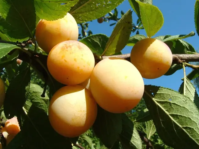 Описание плодов сливы сорта «Ренклод колхозный»