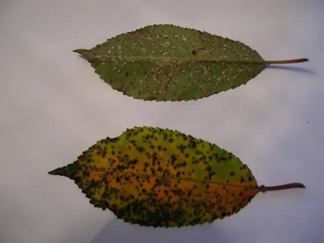 Слива чернеет и опадает. Причины и лечение черного налета на листьях сливы