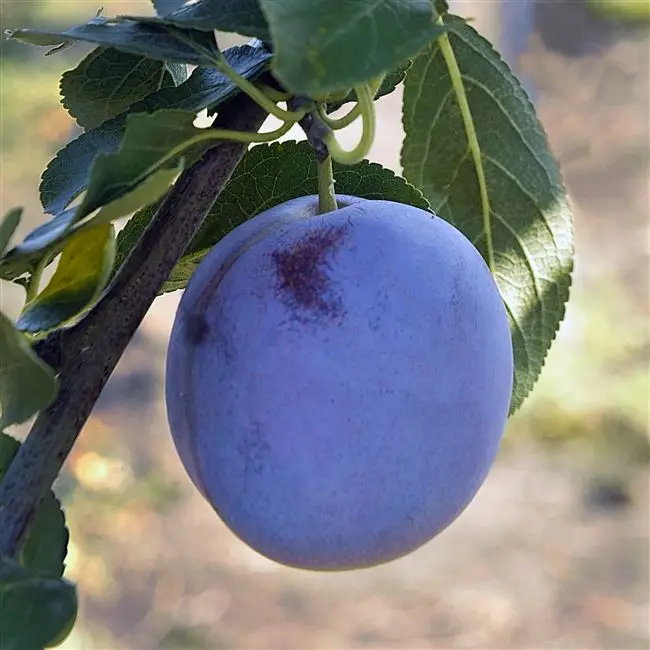 Описание плодов сливы сорта «Окская»