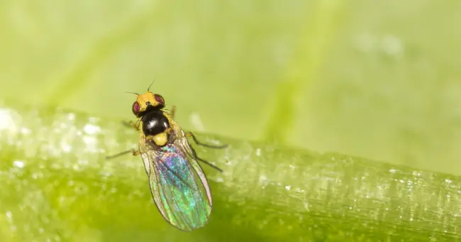 Народные средства против свекловичной мухи