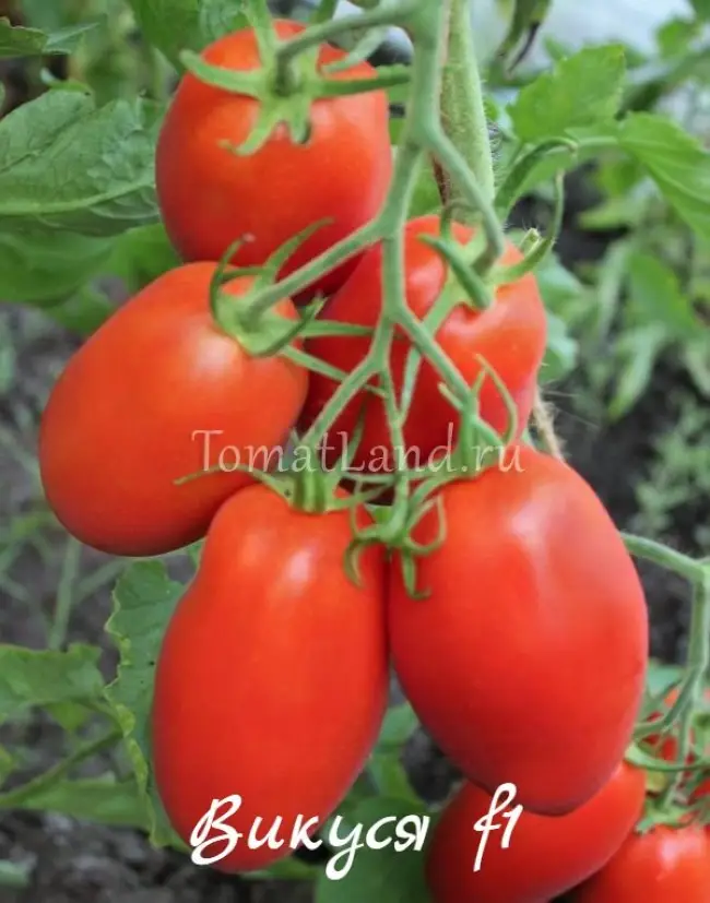 Выращивание томата Викуся, рекомендации по посадке и уходу