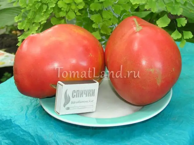 Особенности выращивания помидоров Данко, посадка и уход