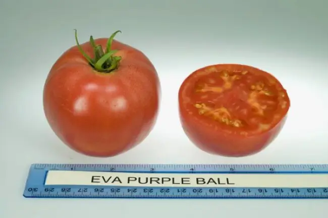 Описание сорта томата Ева пурпур болл, отзывы, фото