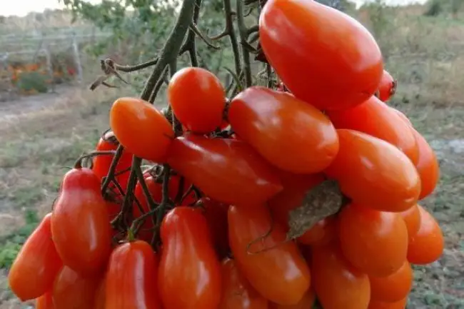Хранение и использование томатов