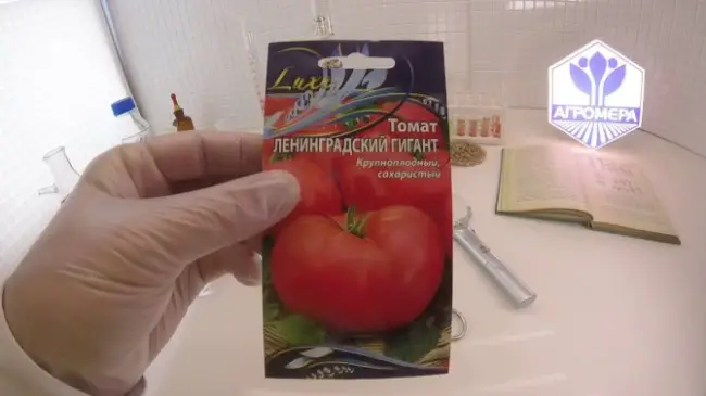 Описание сладкого томата Ленинградский гигант и выращивание рассады