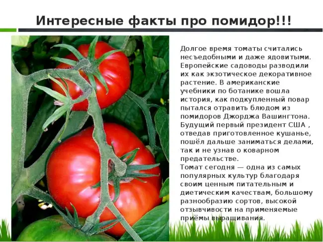 Размножение томата