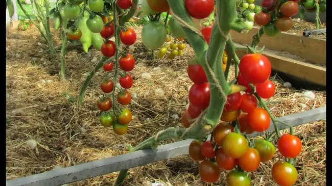 Описание томата Кровавая Мэри: агротехника выращивания, отзывы
