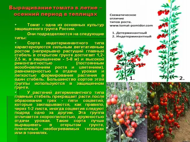 Описание растения и специфика выращивания