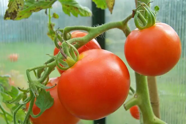 Уход за раннеспелыми томатами