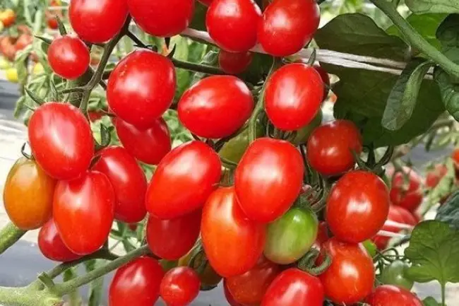 Посадка и выращивание томатов Вишенка чёрная