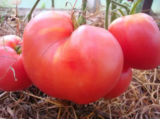 Описание сорта томата Красный крупный, отзывы, фото