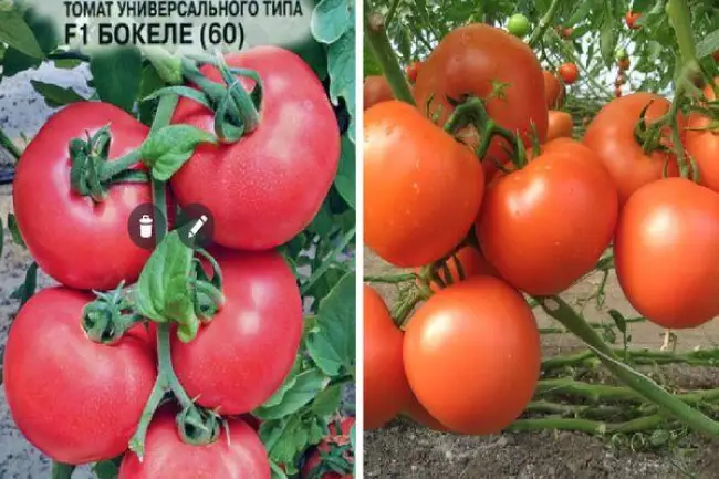 Описание помидоров Никола