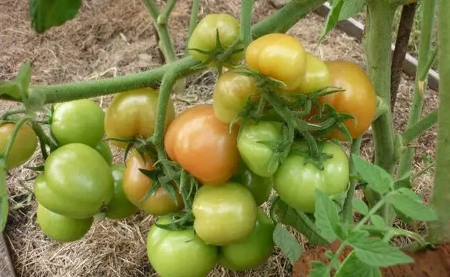 Особенности выращивания помидоров Санька, посадка и уход