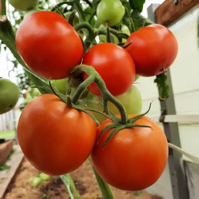 Отзывы огородников о томате