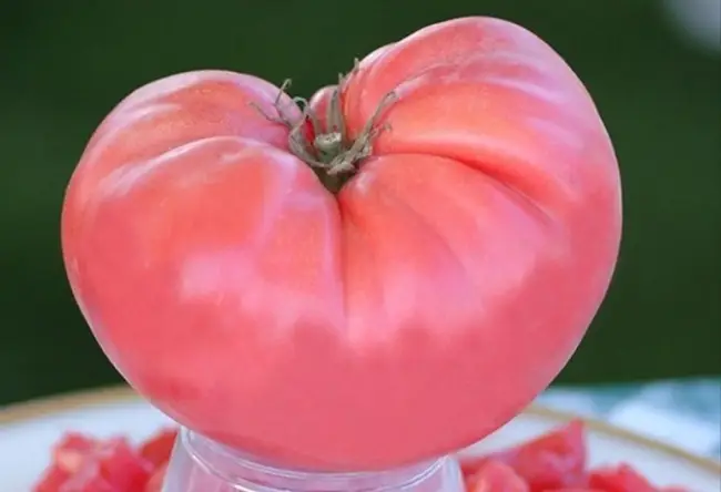 Посадка томатов Ракета на рассаду и в открытый грунт