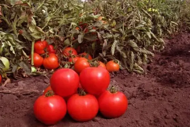 Описание сорта томата Джемпакт, его характеристика и урожайность