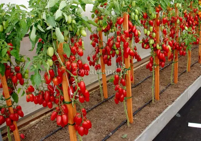 Посадка и выращивание томата Джек Пот