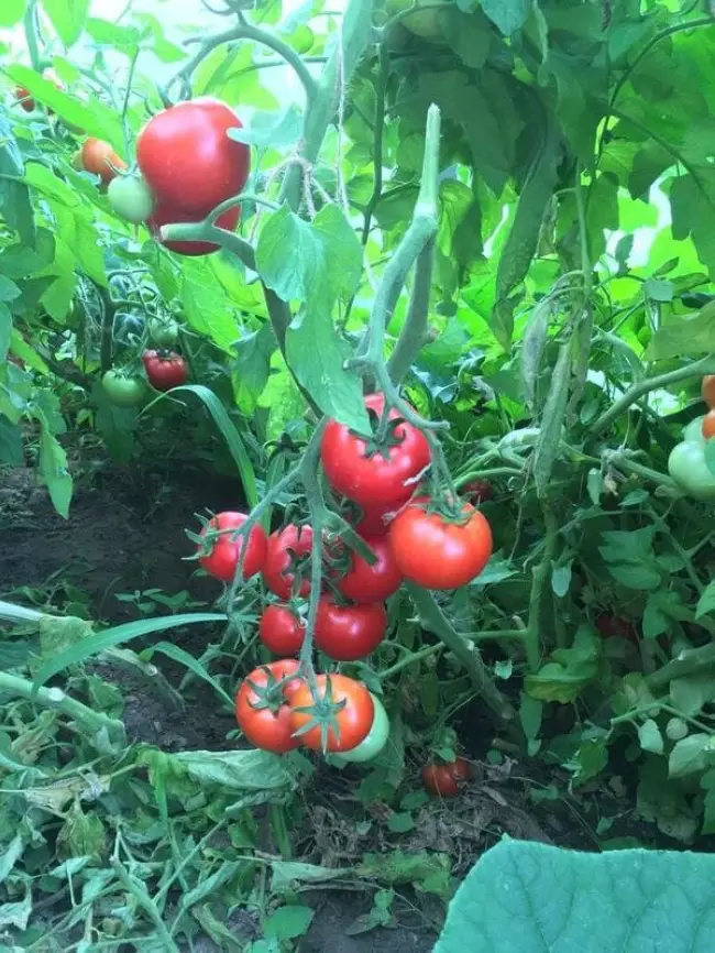 Размножение томата