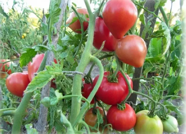 Описание и характеристика томата Красная красавица, отзывы, фото