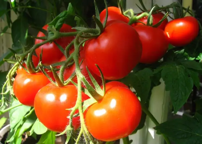 Описание сорта томата Матиас, особенности выращивания и ухода
